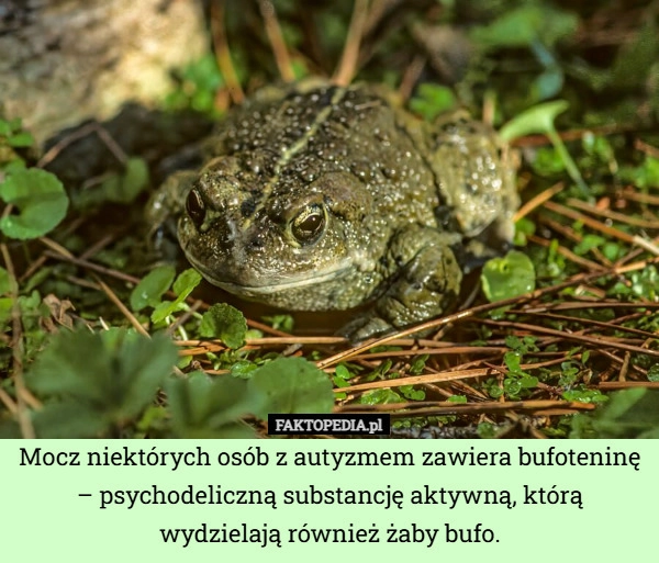 
    Mocz niektórych osób z autyzmem zawiera bufoteninę – psychodeliczną substancję