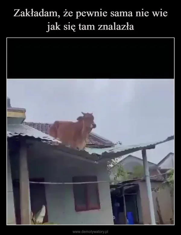 
    Zakładam, że pewnie sama nie wie jak się tam znalazła