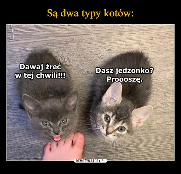 
    Są dwa typy kotów: