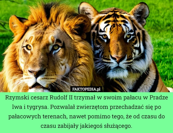 
    Rzymski cesarz Rudolf II trzymał w swoim pałacu w Pradze lwa i tygrysa.