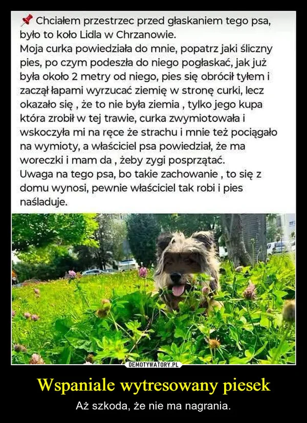 
    Wspaniale wytresowany piesek