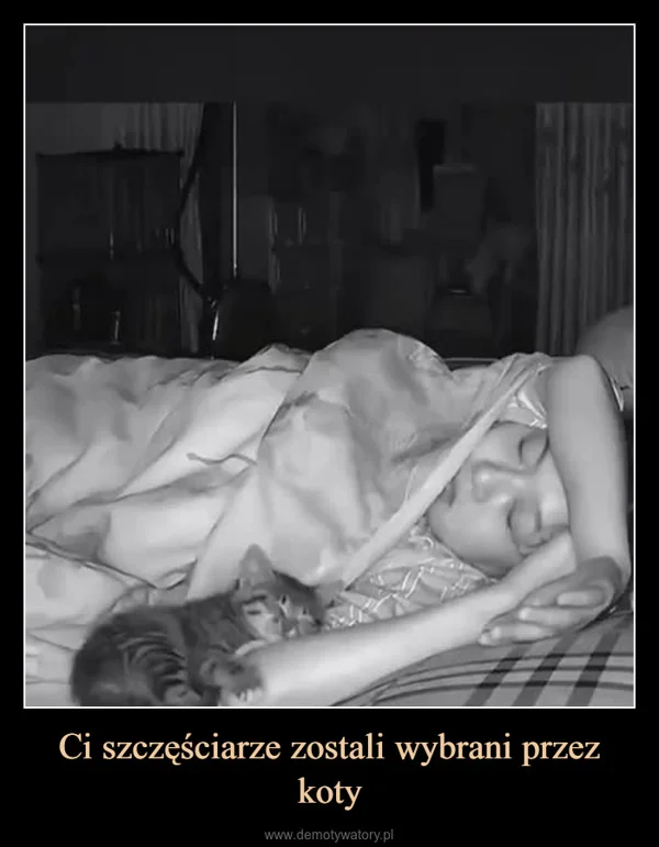
    Ci szczęściarze zostali wybrani przez koty