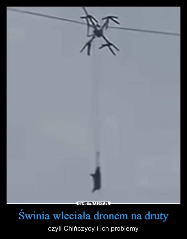 
    Świnia wleciała dronem na druty