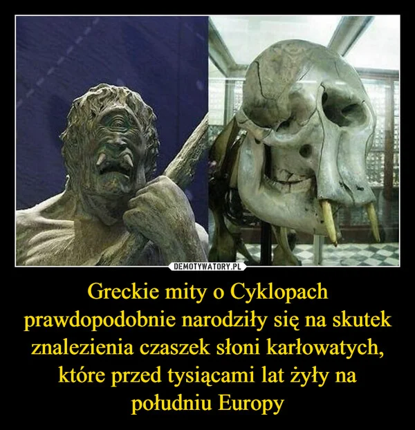 
    Greckie mity o Cyklopach prawdopodobnie narodziły się na skutek znalezienia czaszek słoni karłowatych, które przed tysiącami lat żyły na południu Europy