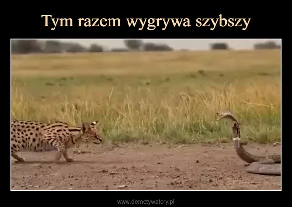 Tym razem wygrywa szybszy