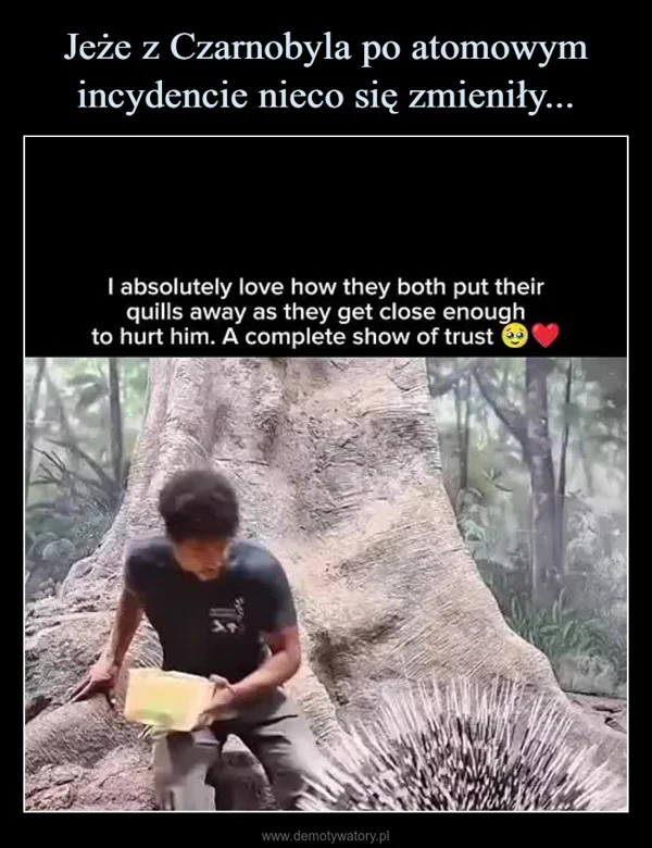 
    Jeże z Czarnobyla po atomowym incydencie nieco się zmieniły...