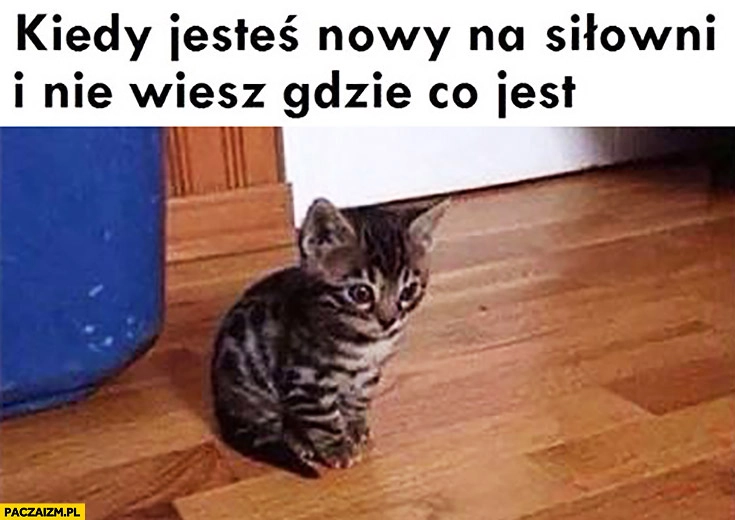 Kiedy jesteś nowy na siłowni i nie wiesz gdzie co jest kot kotek