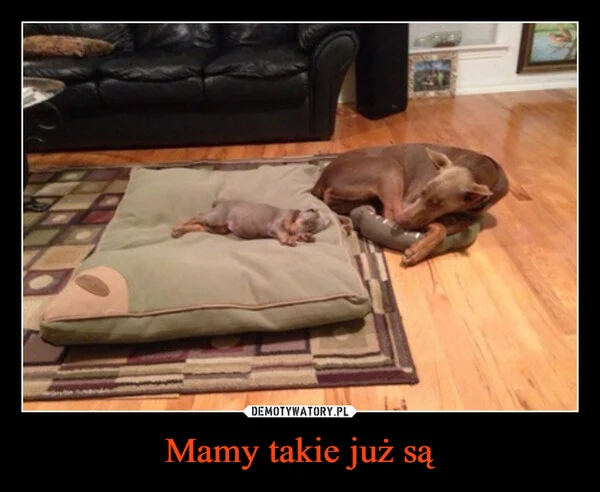 
    Mamy takie już są