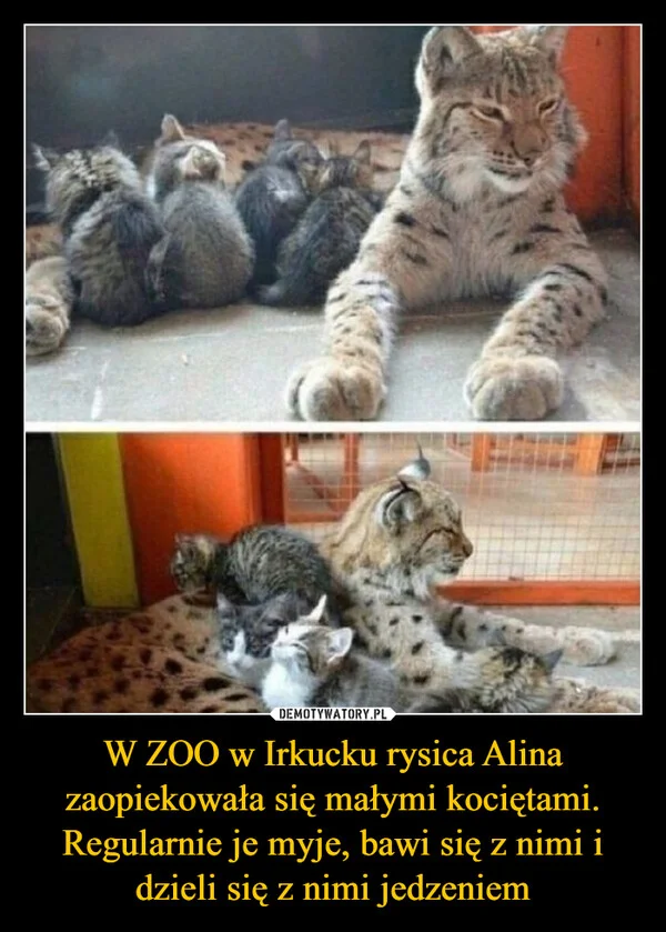 
    W ZOO w Irkucku rysica Alina zaopiekowała się małymi kociętami. Regularnie je myje, bawi się z nimi i dzieli się z nimi jedzeniem