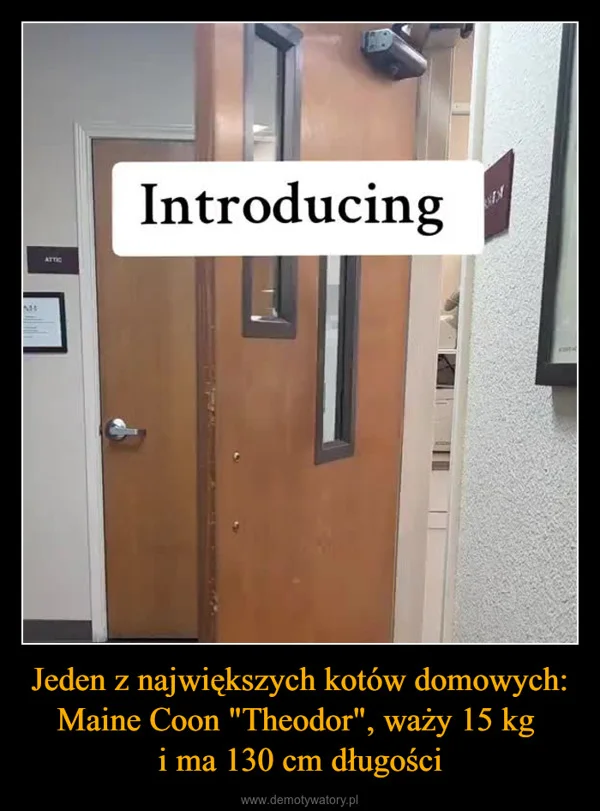 
    Jeden z największych kotów domowych: Maine Coon 
