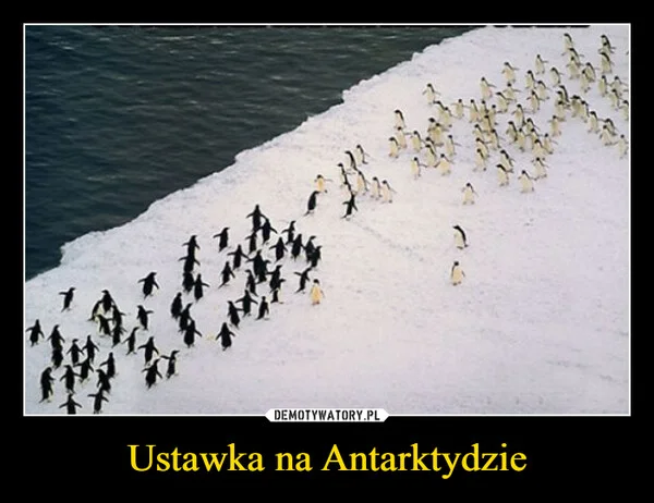 
    Ustawka na Antarktydzie