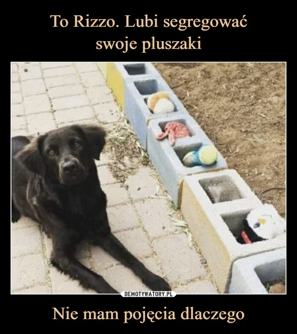
    To Rizzo. Lubi segregować swoje pluszaki Nie mam pojęcia dlaczego