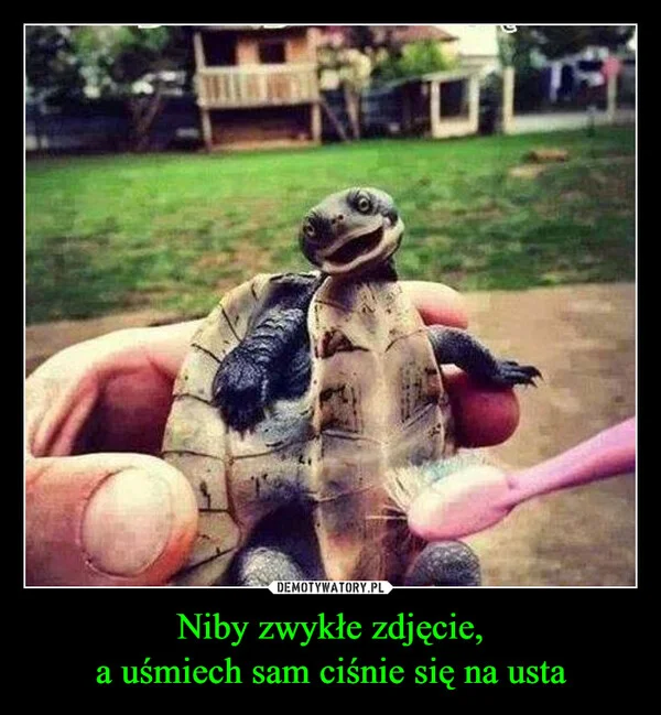 
    Niby zwykłe zdjęcie, a uśmiech sam ciśnie się na usta