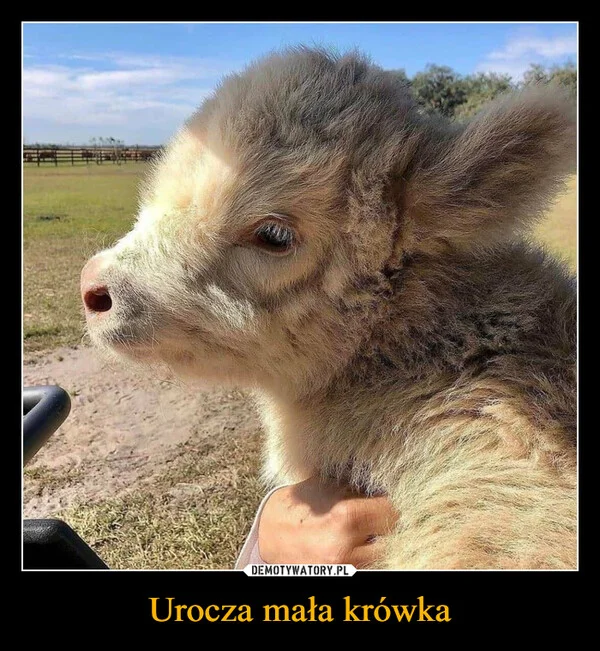 
    Urocza mała krówka