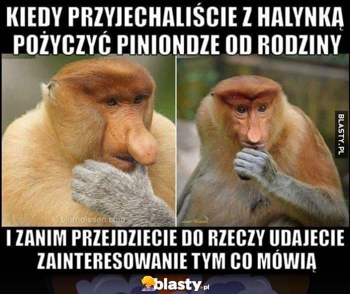 
    Kiedy przyjechaliście z Halinką pożyczyć pieniądze od rodziny i zanim przejdziecie do rzeczy udajecie zainteresowanie tym co mówią malpa nosacz