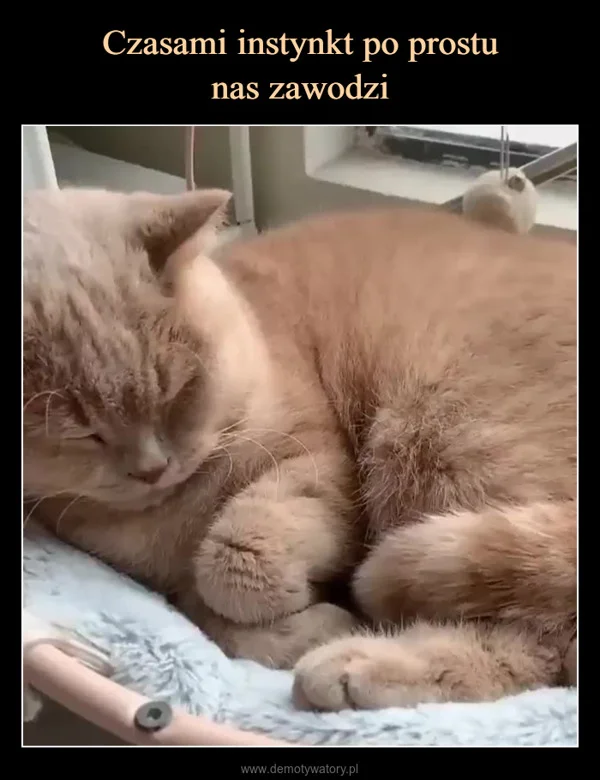 
    Czasami instynkt po prostu nas zawodzi