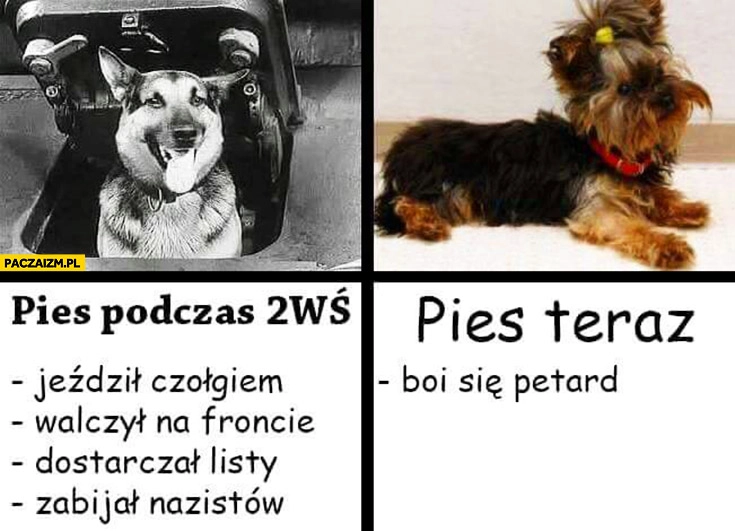 
    Pies podczas drugiej wojny światowej II WŚ: jeździl czołgiem, walczył na froncie, dostarczał listy, zabijał nazistów. Pies dziś teraz: boi się petard