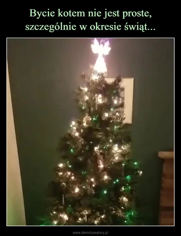 
    Bycie kotem nie jest proste, szczególnie w okresie świąt...