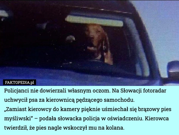 
    Policjanci nie dowierzali własnym oczom. Na Słowacji fotoradar uchwycił