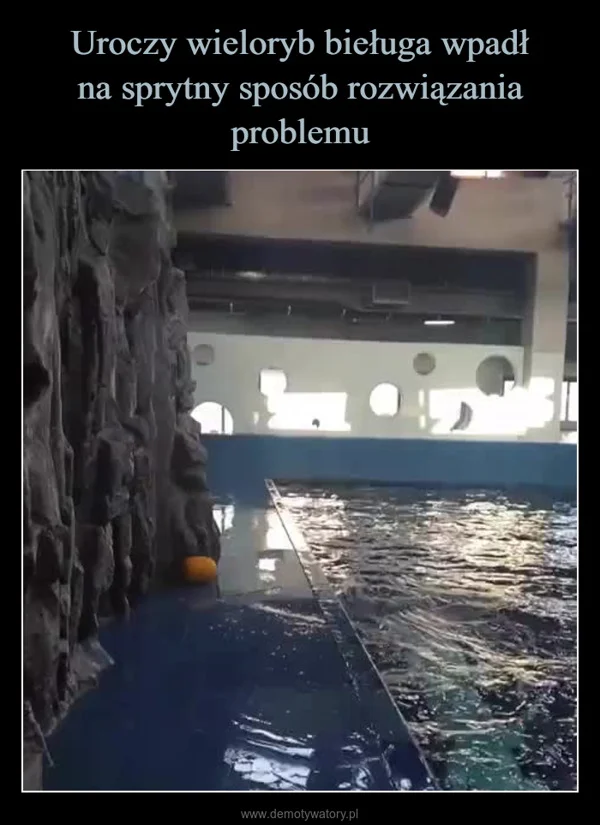 
    Uroczy wieloryb bieługa wpadł na sprytny sposób rozwiązania problemu