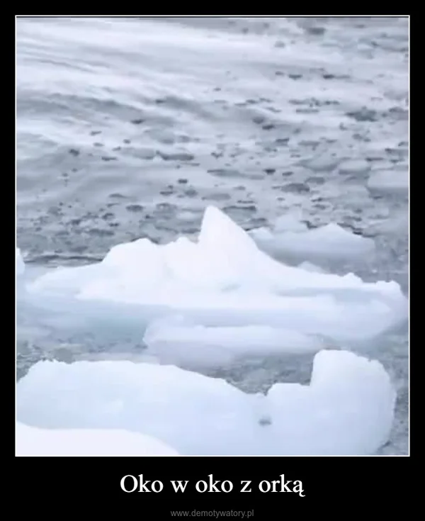 
    Oko w oko z orką