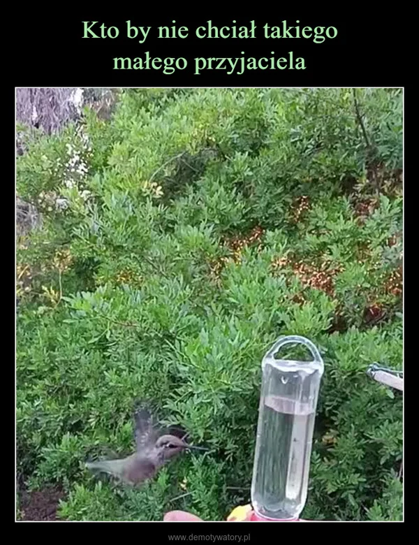 
    Kto by nie chciał takiego małego przyjaciela