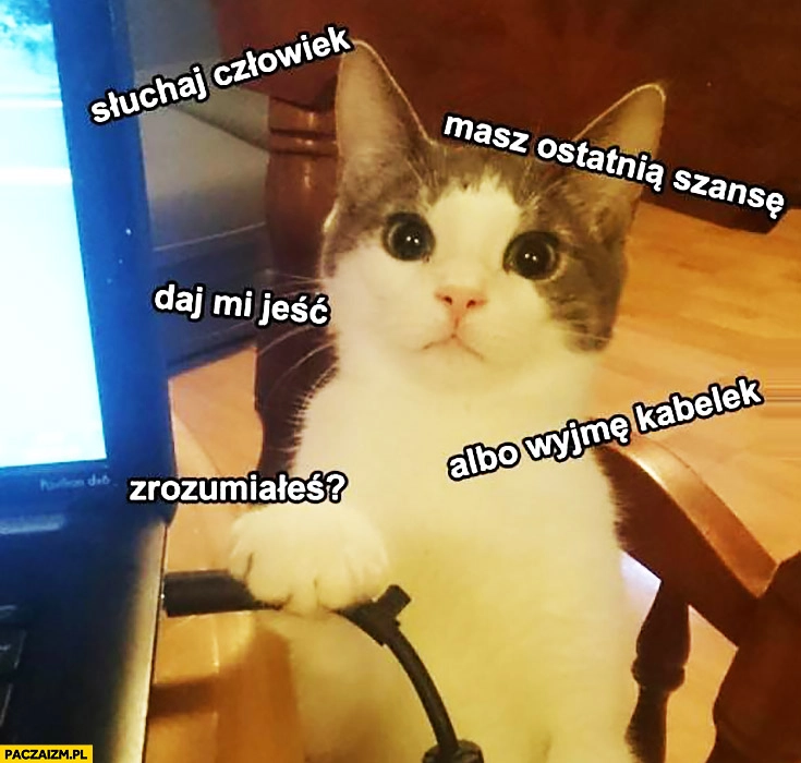 Słuchaj człowiek masz ostatnią szansę, daj mi jeść albo wyjmę kabelek zrozumiałeś? Kot kabel od laptopa