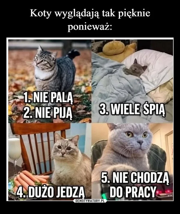 Koty wyglądają tak pięknie ponieważ: