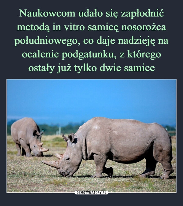 
    Naukowcom udało się zapłodnić metodą in vitro samicę nosorożca południowego, co daje nadzieję na ocalenie podgatunku, z którego ostały już tylko dwie samice