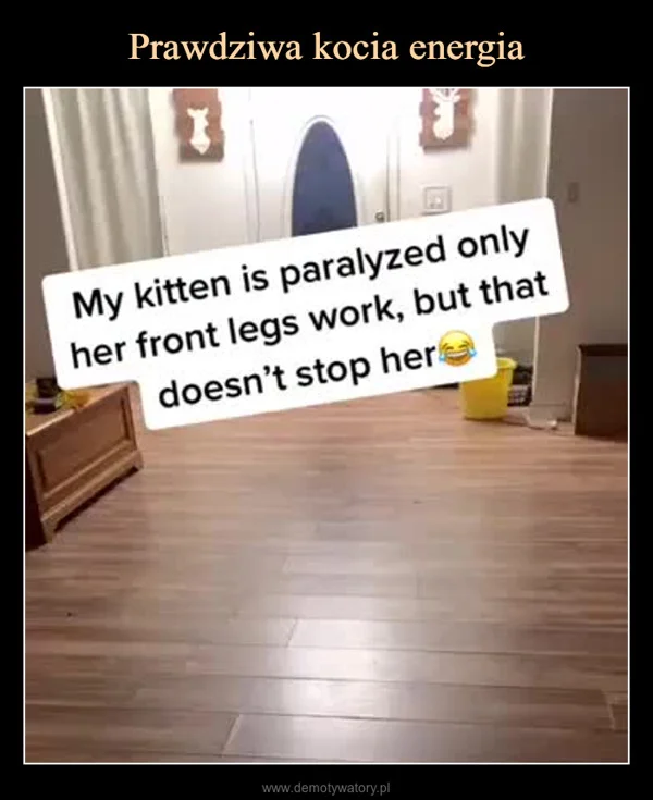 
    Prawdziwa kocia energia