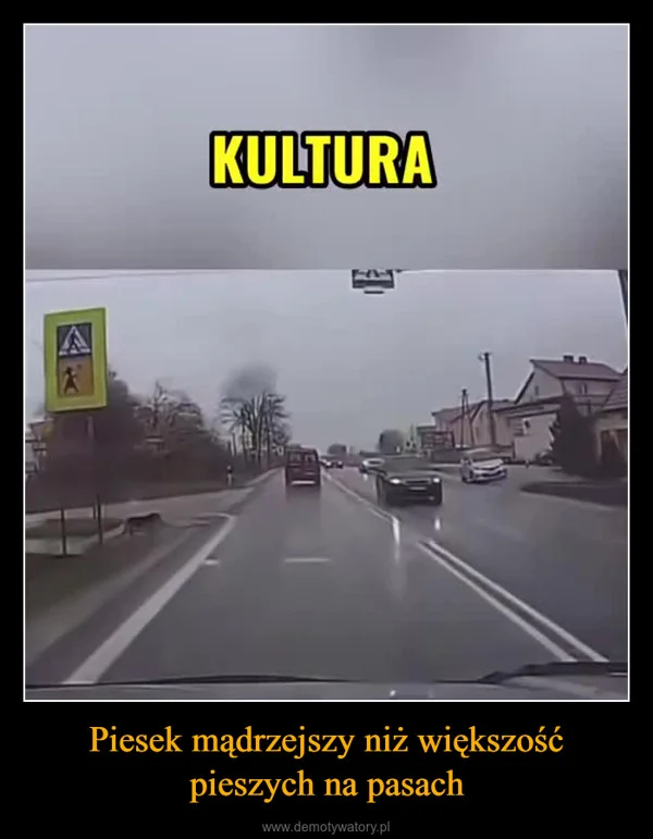 Piesek mądrzejszy niż większość pieszych na pasach