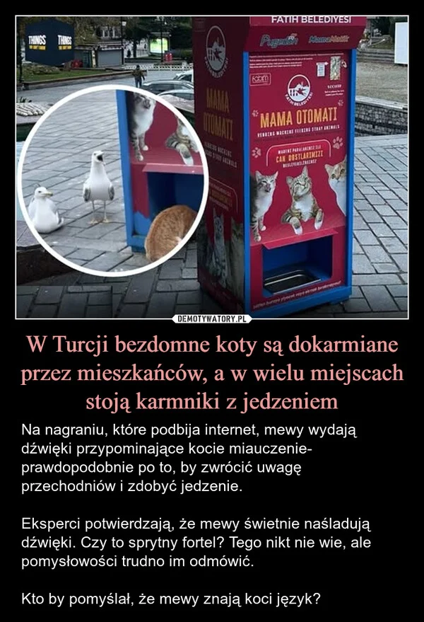 
    W Turcji bezdomne koty są dokarmiane przez mieszkańców, a w wielu miejscach stoją karmniki z jedzeniem