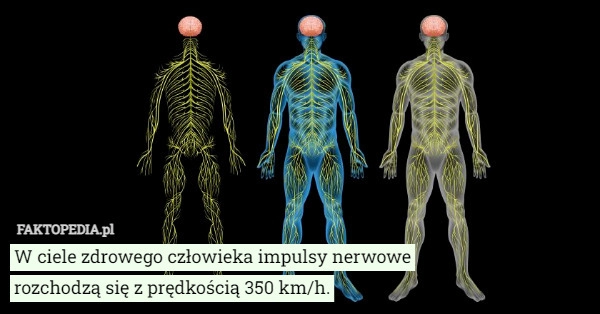 
    
			W ciele zdrowego człowieka impulsy nerwowe rozchodzą się z prędkością...					