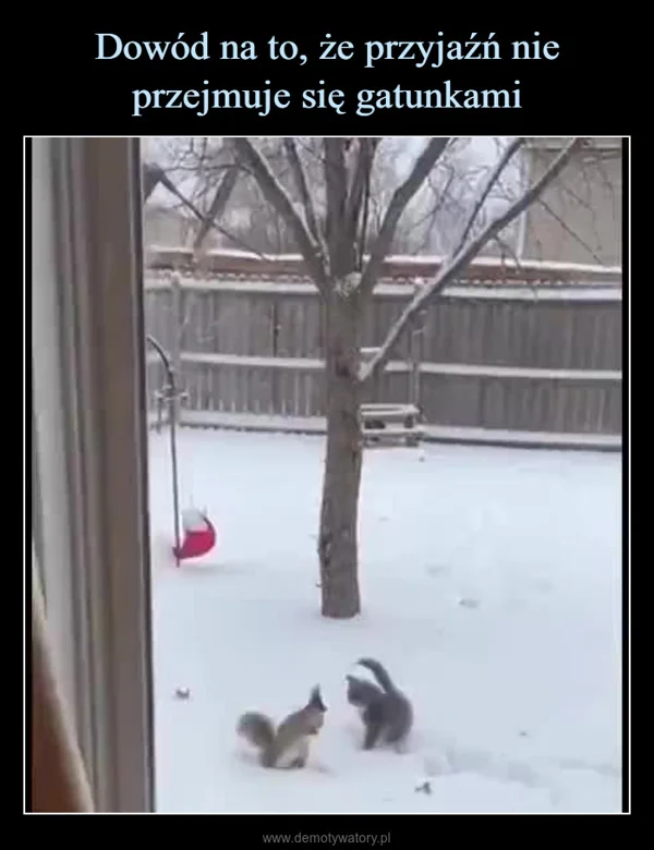 
    Dowód na to, że przyjaźń nie przejmuje się gatunkami