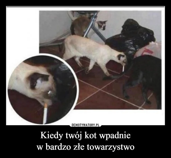 
    Kiedy twój kot wpadnie w bardzo złe towarzystwo