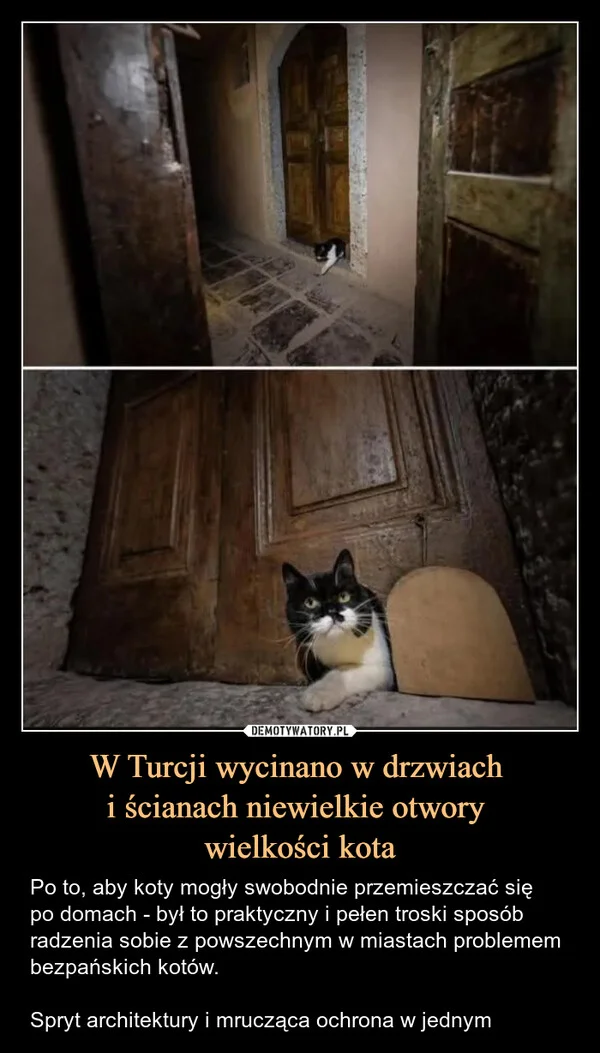 
    W Turcji wycinano w drzwiach i ścianach niewielkie otwory wielkości kota
