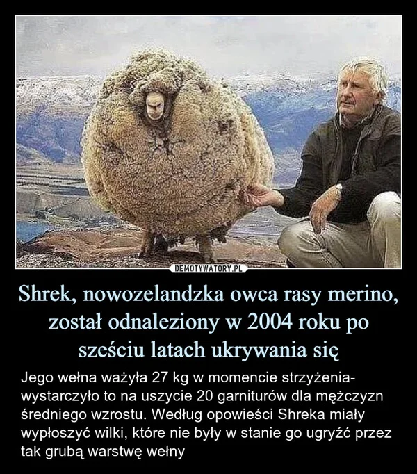 
    Shrek, nowozelandzka owca rasy merino, został odnaleziony w 2004 roku po sześciu latach ukrywania się