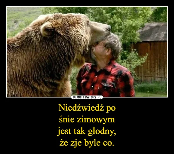 
    Niedźwiedź po śnie zimowym jest tak głodny, że zje byle co.