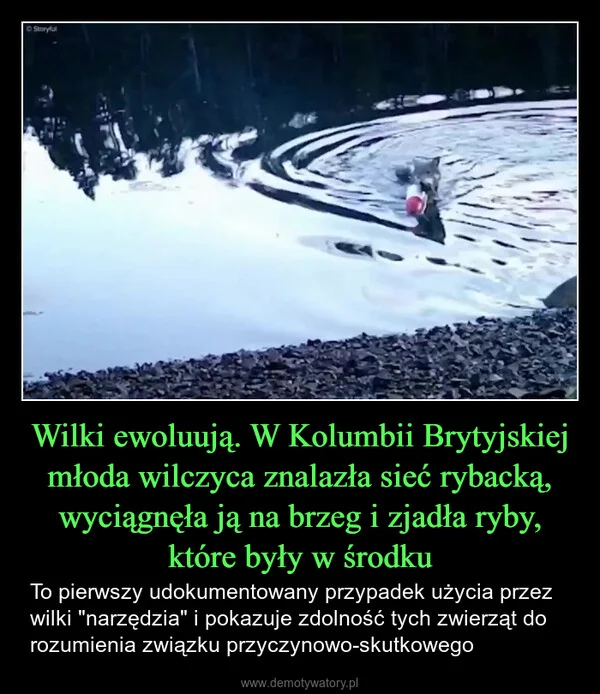
    Wilki ewoluują. W Kolumbii Brytyjskiej młoda wilczyca znalazła sieć rybacką, wyciągnęła ją na brzeg i zjadła ryby, które były w środku