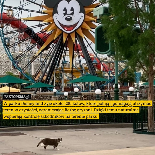 
    W parku Disneyland żyje około 200 kotów, które polują i pomagają utrzymać