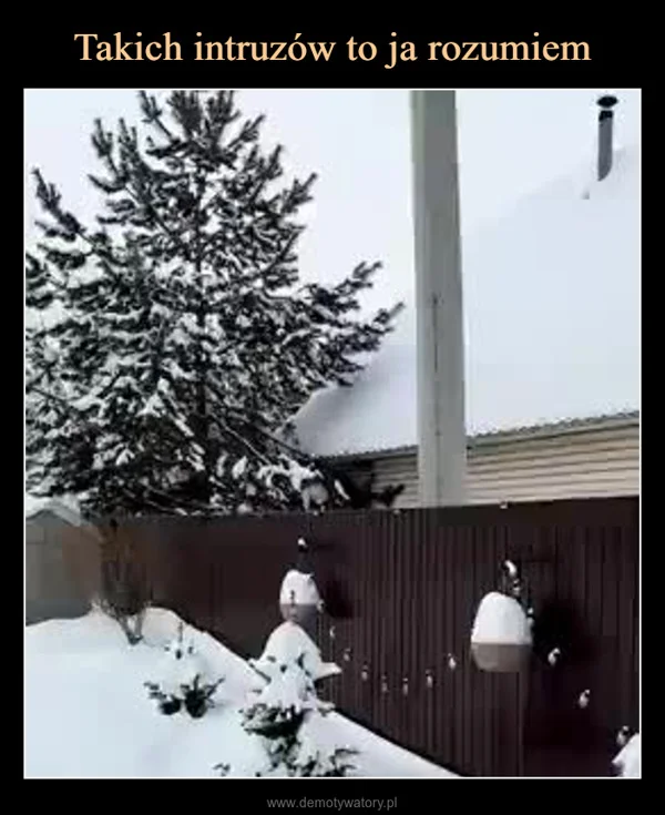 
    Takich intruzów to ja rozumiem
