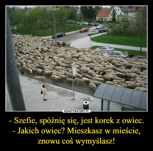 
    - Szefie, spóźnię się, jest korek z owiec.
- Jakich owiec? Mieszkasz w mieście, znowu coś wymyślasz!