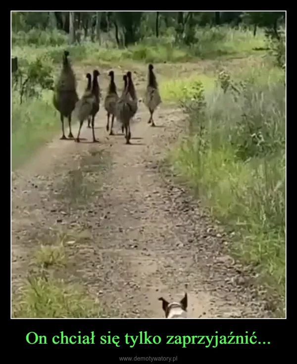 
    On chciał się tylko zaprzyjaźnić...