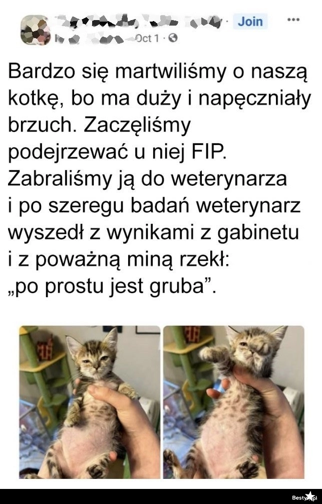 
    Duży brzuszek u kota 