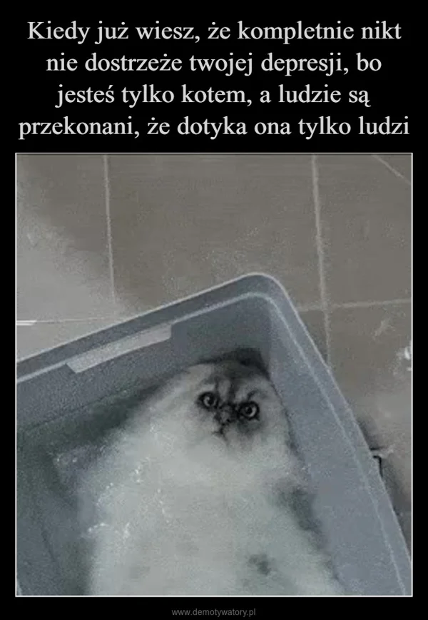 
    Kiedy już wiesz, że kompletnie nikt nie dostrzeże twojej depresji, bo jesteś tylko kotem, a ludzie są przekonani, że dotyka ona tylko ludzi