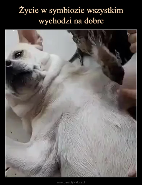 
    Życie w symbiozie wszystkim wychodzi na dobre