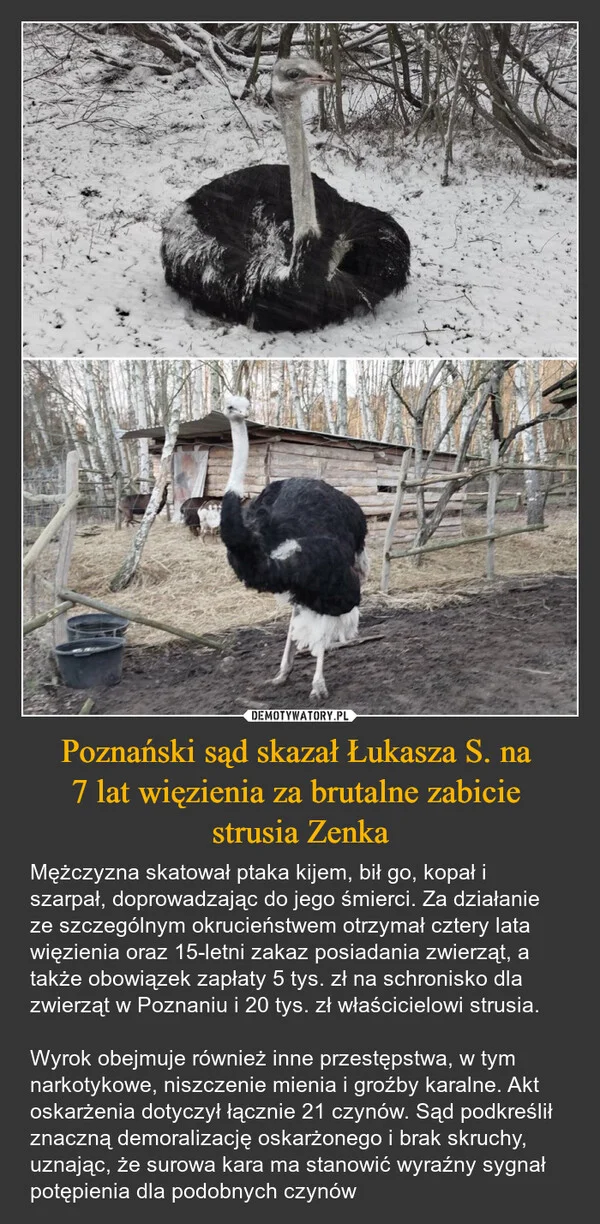 
    Poznański sąd skazał Łukasza S. na 7 lat więzienia za brutalne zabicie strusia Zenka