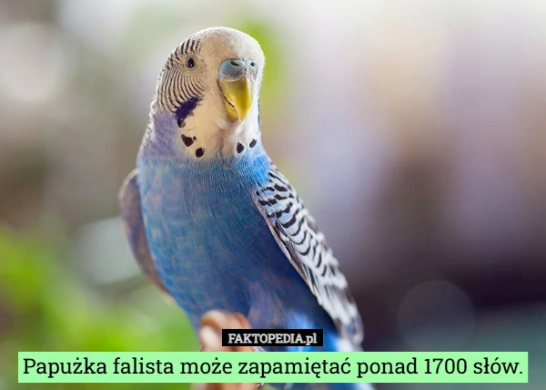 
    Papużka falista może zapamiętać ponad 1700 słów.