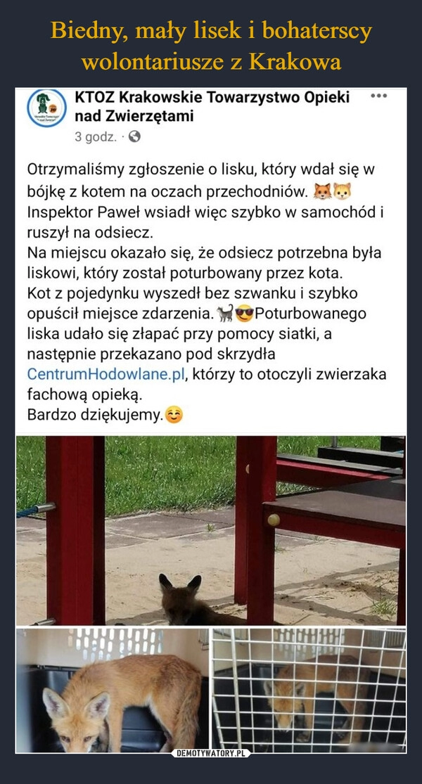 
    Biedny, mały lisek i bohaterscy wolontariusze z Krakowa