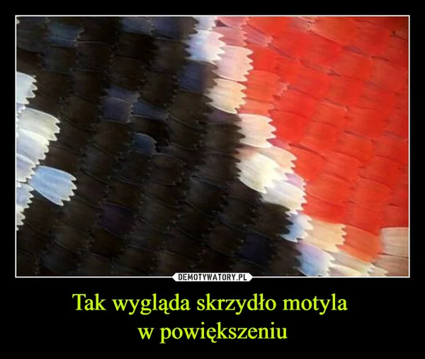 Tak wygląda skrzydło motyla w powiększeniu